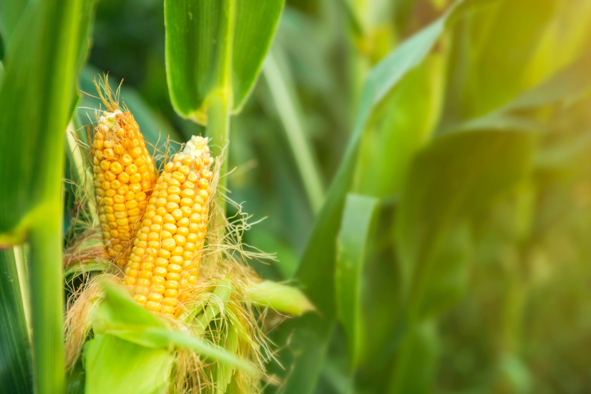 The corn plant in the field